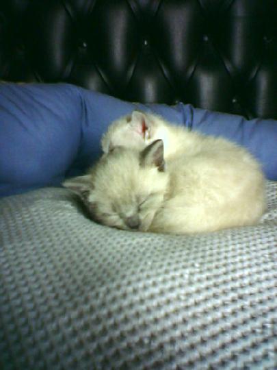 2007-01 Saphir 004.jpg